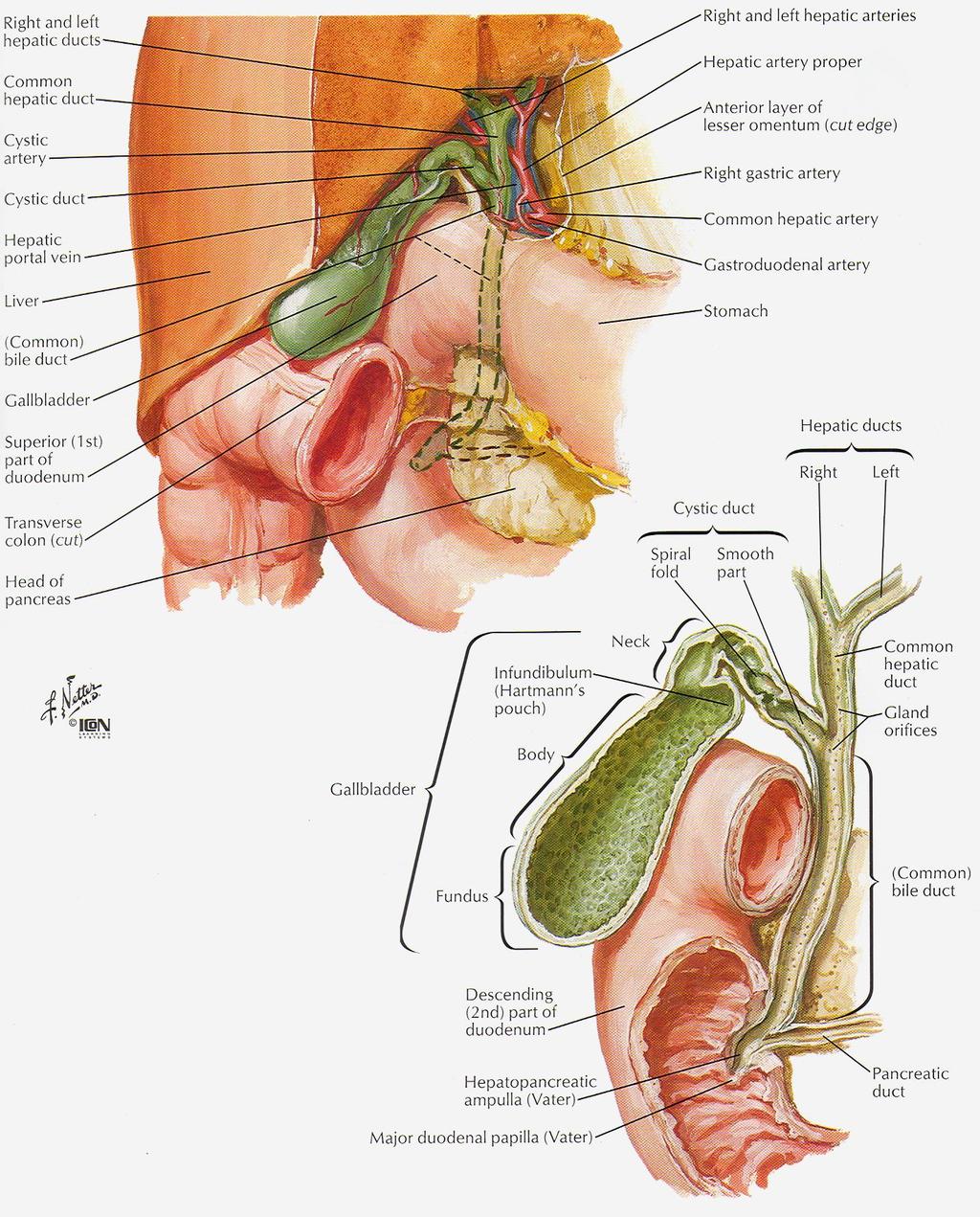 Extrahepatální žlučové cesty Ductus hepaticus communis Ductus cysticus esica fellea