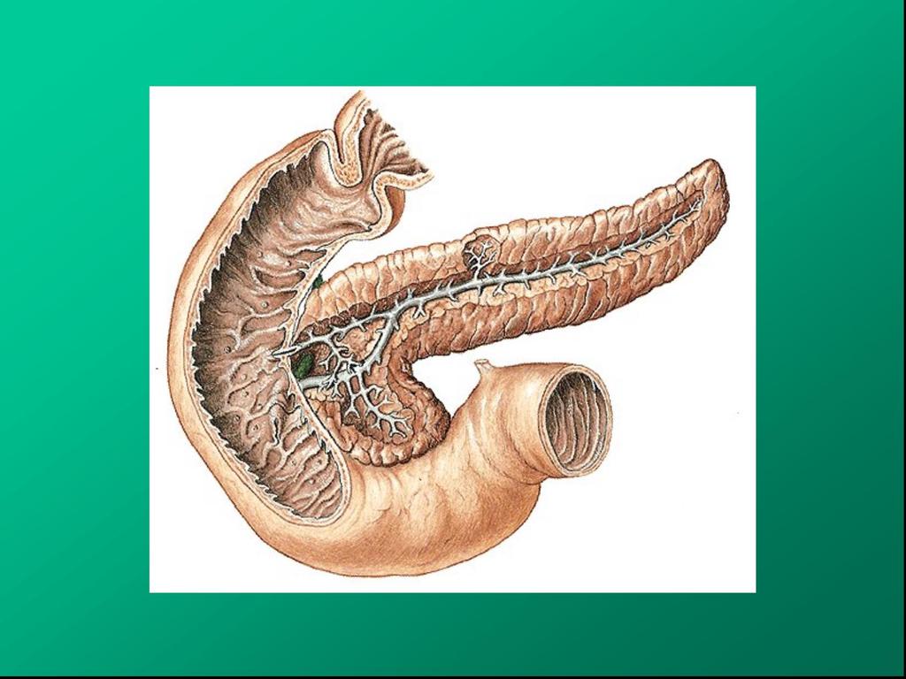 P A N C R E A S-části: caput,corpus,cauda (ductus pancreaticus minor)