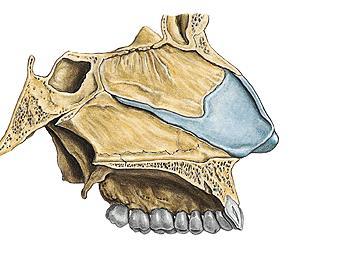 sinusy, nasopharynx os