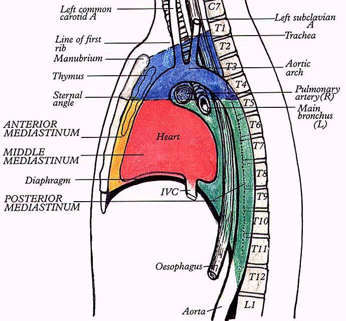 Mediastinum mezihrudí