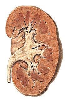 medulla = pyramides 4.