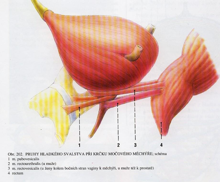 fundus ústí ureterů uretra