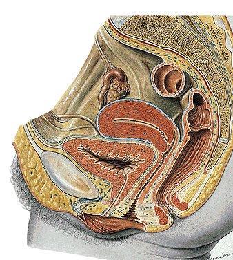 vesica urinaria urethra