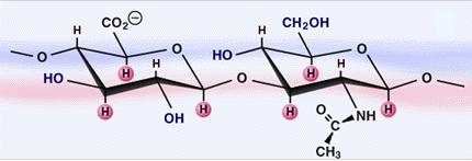 Tuto sloučeninu nazvali kyselina hyaluronová. Dnes se jí obecně říká hyaluronan, protože in vivo existuje v iontové formě jako polyanion.