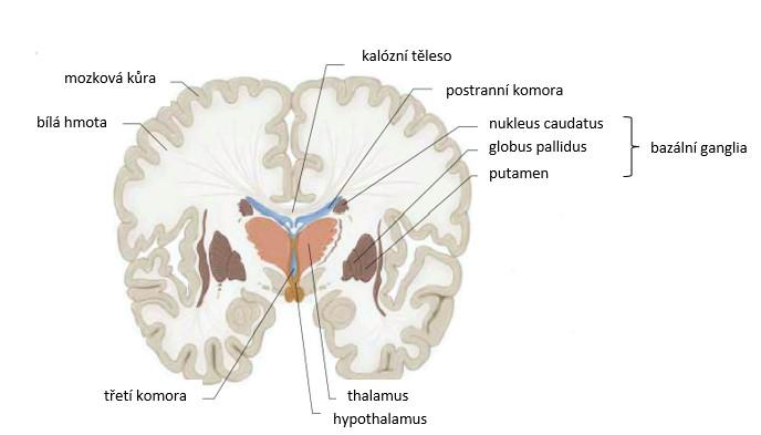Anatomie mozku 1.2 Tkáňové struktury Mozkomíšní mok Obrázek 1: Frontální řez mozkem, upraveno podle [4] Likvor, neboli mozkomíšní mok, je čirá, bezbarvá tekutina, jejíž objem činí 150 ml.