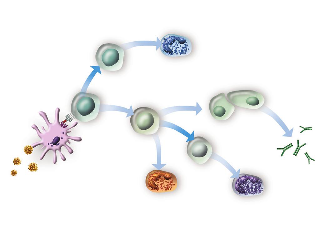 přehledy, názory, diskuse Pitrakinra Anrukinzumab anti-il-4 Secukinumab anti-il-17 Th17 IL-17A IL-17F Neutrofil Lebrikizumab Tralokinumab Anrukinzumab anti-il-13 Omalizumab anti-ige specifická