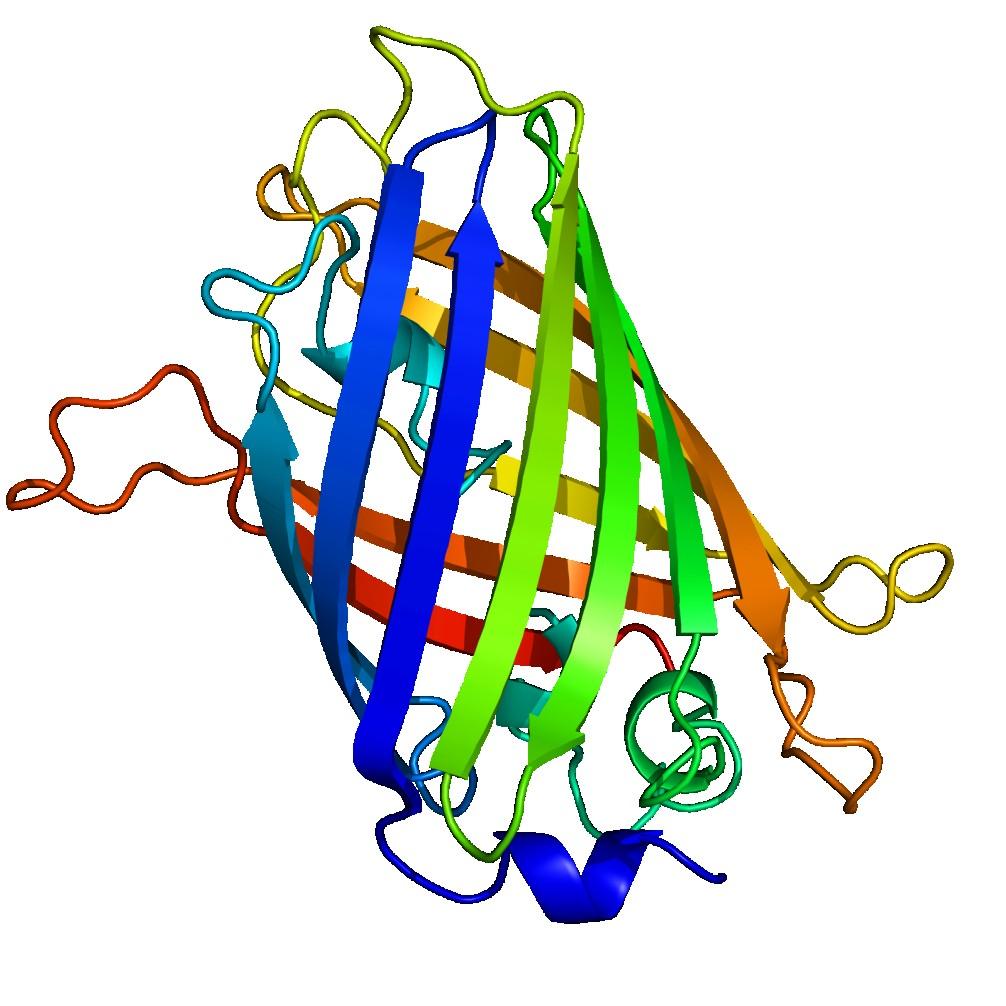 Struktura GFP Protein má celkem 238 aminokyselin (26,9 kda) GFP obsahuje běžné aminokyseliny, ale ve slunečním světle jeví lehce