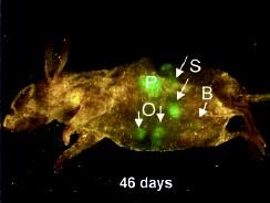 Použití GFP v chemii a biologii Nejde o