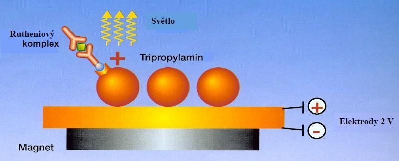 Cheláty ruthenia se používají jako luminiscenční značka vzniklých imunokomplexů Na platinové elektrodě je chelát Ru 2+ oxidován na Ru 3+, zároveň je tripropylamin (TPA + ) oxidován na radikál TPA +