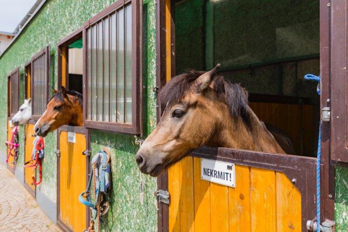 : komentovanou prohlídku stájí a jezdeckého areálu ukázky skokového tréninku - exhibiční skákání v podání našich jezdců kurzy vaření / grilování s naším