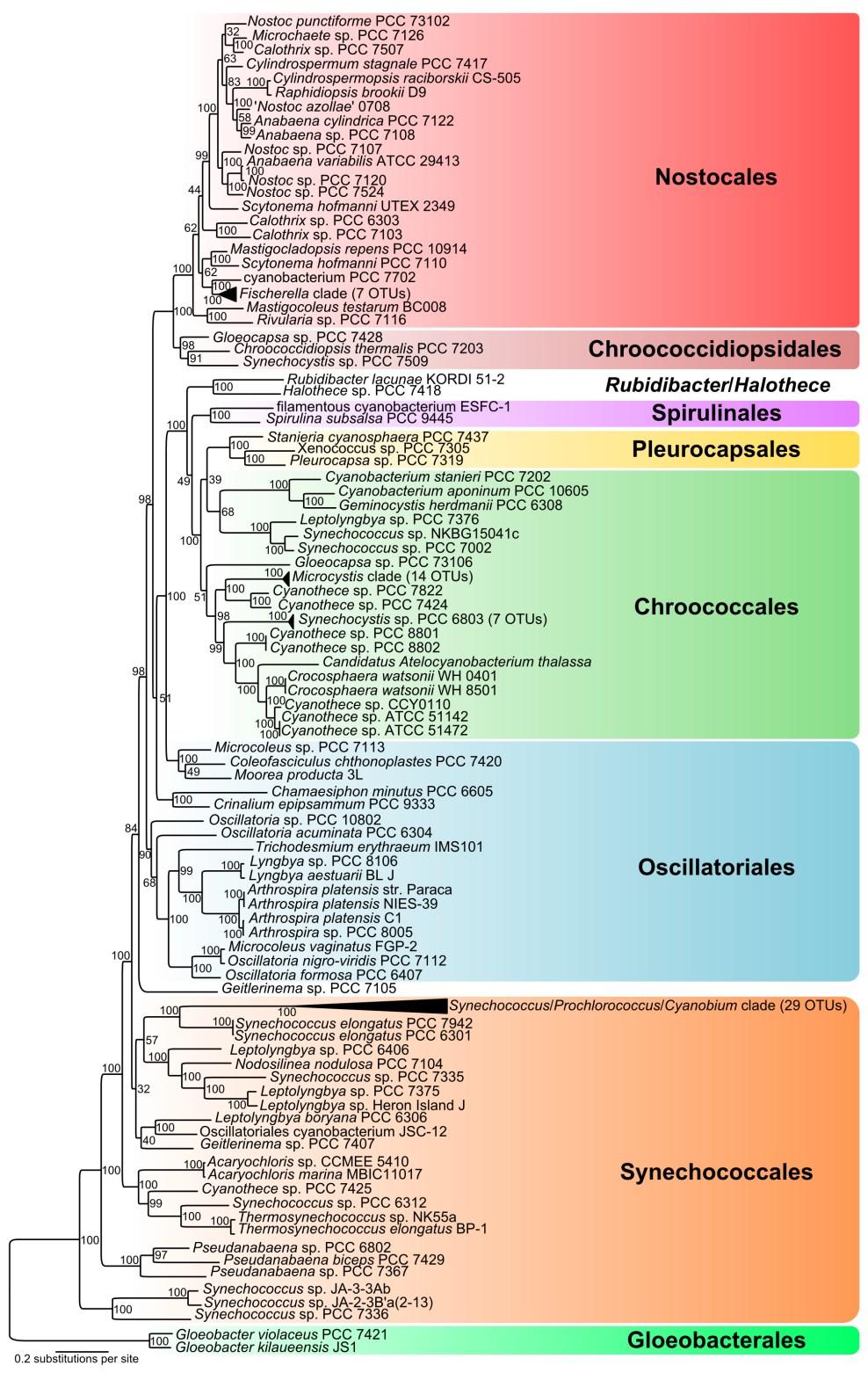 Mareš orig. 2014 Filamentous types with complicated cytology and development of heterocytes, akinetes, resp. arthrospores. Facultative false or true branching.