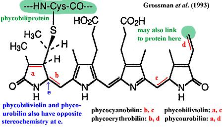 Pigmenty chlorofyly,