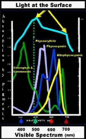 fykobiliproteiny vyplňují