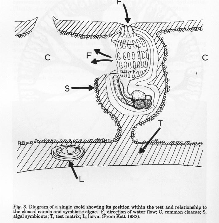 symbiont,