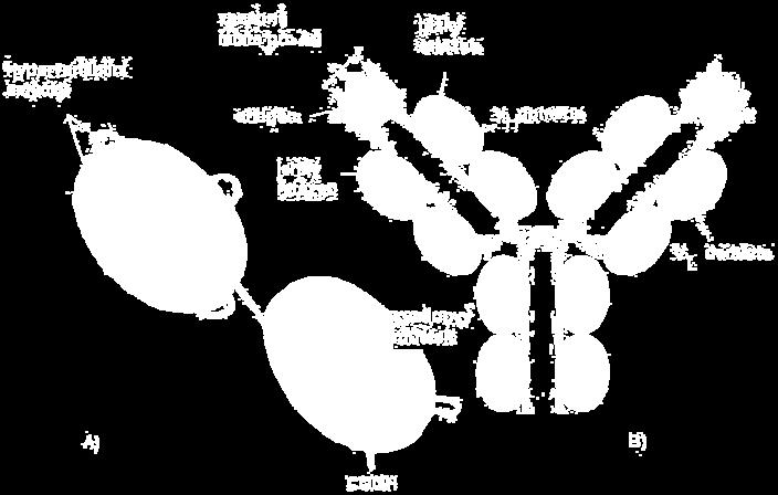 Struktura imunoglobulinu(b) Zdroj: Převzato