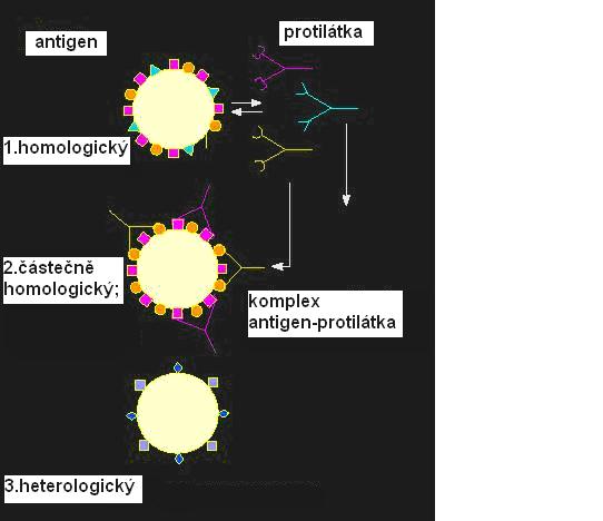 2.6 Reakce antigen protilátka Vazebná místa protilátek tvoří nekovalentní komplexy s molekulami antigenů. Uplatňují se v nich iontové, hydrofobní a van der Waalsovy síly a vodíkové můstky.