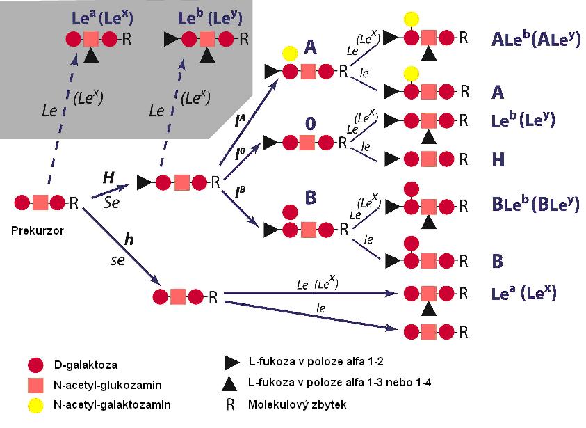 Obr.č.5 Biochemie AB0 systému Zdroj: Převzato a upraveno z: http://nfs.unipv.it/nfs/minf/dispense/immunology/blgrou.html 3.1.