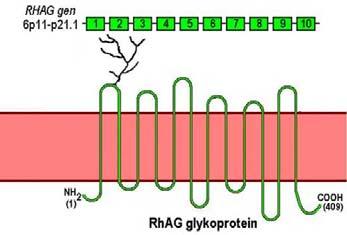 3.2 Rh systém Rh systém obsahuje nejméně 45 antigenů, z toho hlavní antigeny jsou C, c, E, e, D a C w.