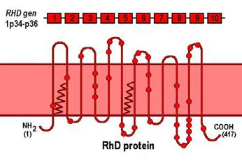 5 Epitopem je určité uskupení několika aminokyselin, závislé na uspořádání celého proteinu. V současné době je rozeznáváno asi 30 různých epitopů.