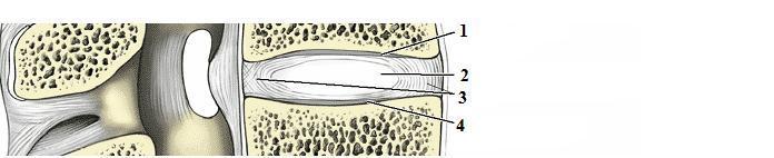 2.1.2.1 SYMPHYSES INTERVERTEBRALES Základ tohoto spojení tvoří disci intervertebrales (meziobratlové destičky), které spojují terminální plochy sousedních obratlových těl.