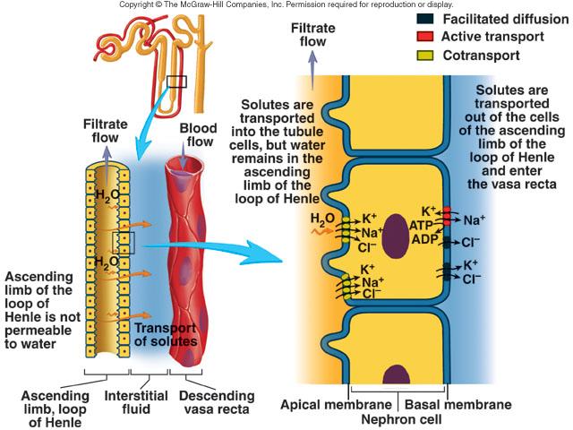 Reabsorpce v