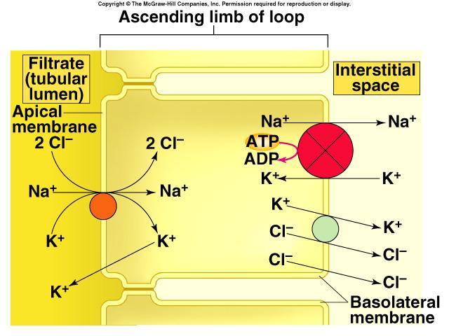 Ascendentní část Henleyovy kličky Na + difunduje přes apikální membránu sekundárně aktivním transportem s K + a Cl -.