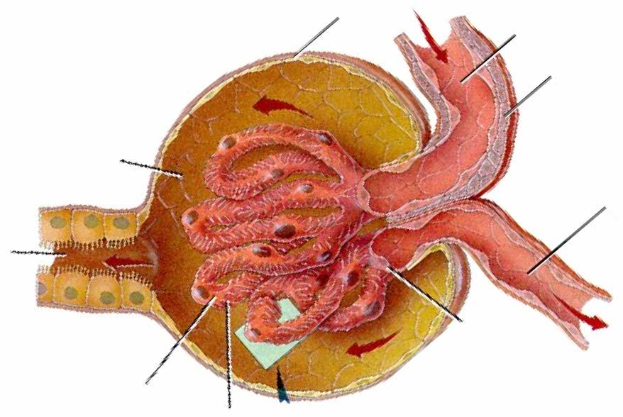 Struktura Bowmanova pouzdra Parietální list glomerulární kapsuly Aferentní arteriola