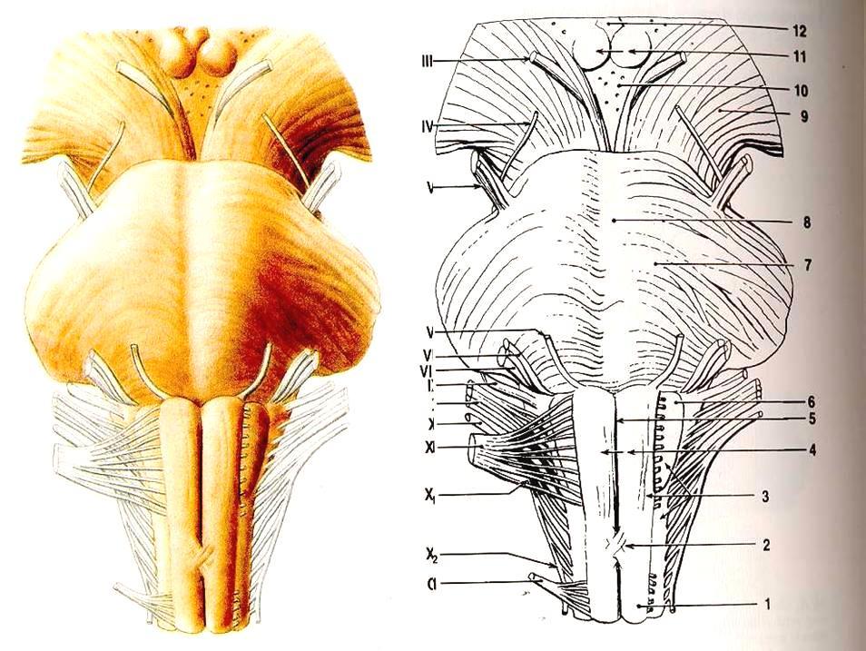 Mozkový kmen s výstupy hlavových nervů 11- corpora mammilaria 10 - fossa intercruralis, 9 - crura
