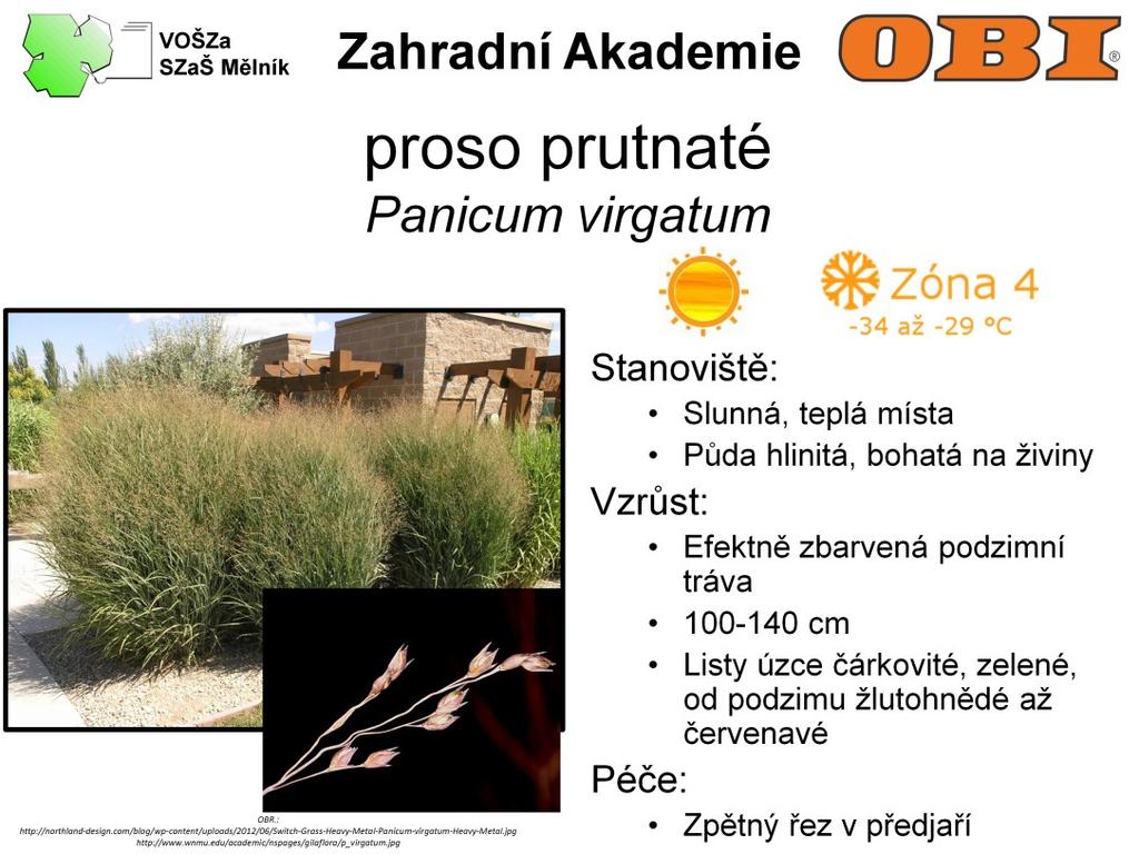 Proso je 100-140 cm vysoká tráva, která se na podzim efektně zbarvuje do červena. Listy má úzce čárkovité, zelené, od podzimu žlutohnědé až červenavé.