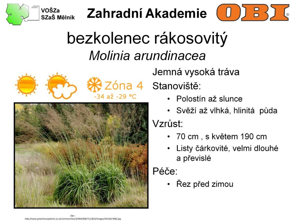 Bezkolenec je 70 cm vysoká jemná tráva, která v době květu dorůstá až 190 cm. Listy má úzké, čárkovité, velmi dlouhé a převislé.