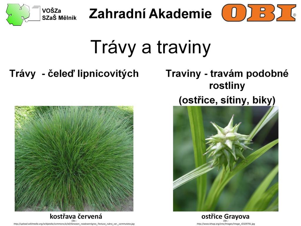 V češtině, na rozdíl od jiných jazyků, je možno rozlišovat zvukově sice podobné, ale významově rozdílné výrazy trávy a traviny.
