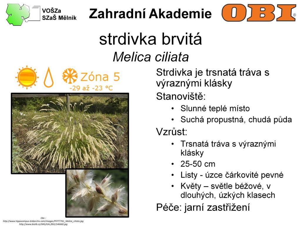 Strdivka je trsnatá tráva s výraznými klásky. Je 25-50 cm vysoká. Listy má úzce čárkovité a pevné.