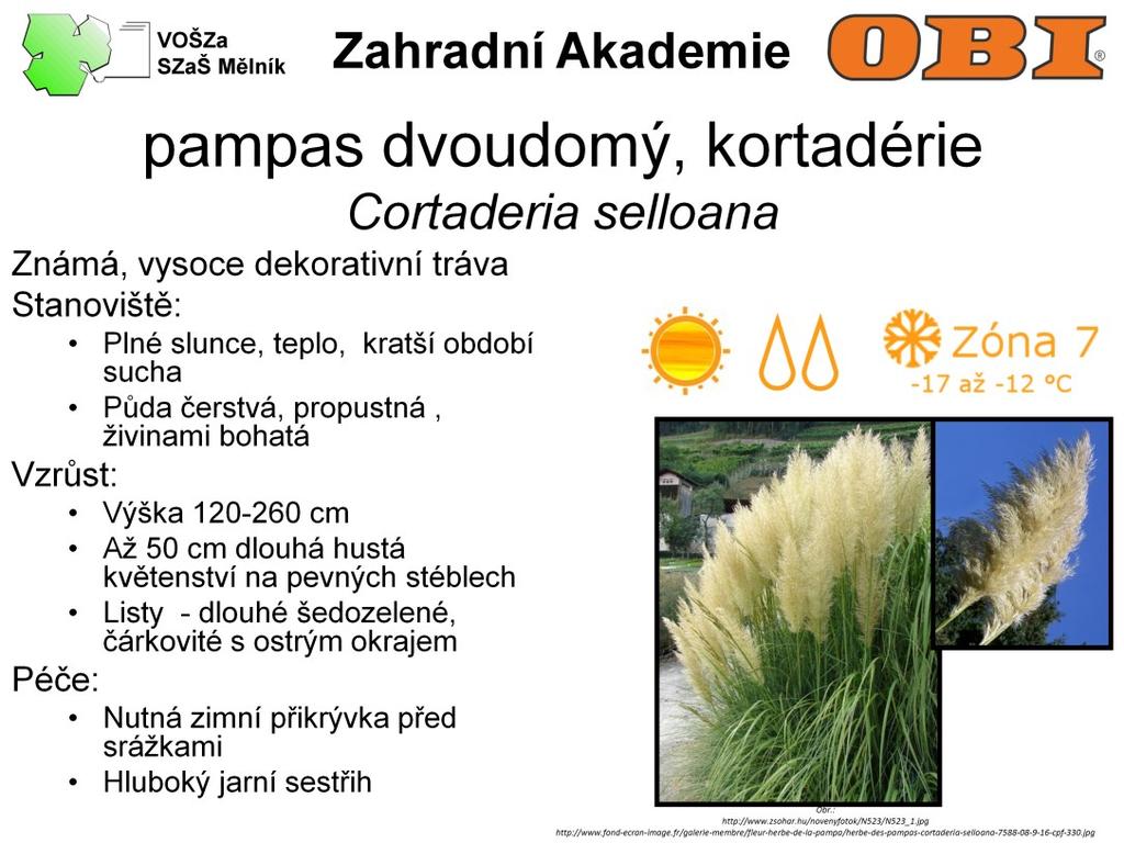 Kortadérie je známá, vysoce dekorativní tráva. Je vysoká 120-260 cm s květem. Květenství jsou až 50 cm dlouhá, hustá na pevných stéblech. Listy má dlouhé, šedozelené, čárkovité s ostrým okrajem.