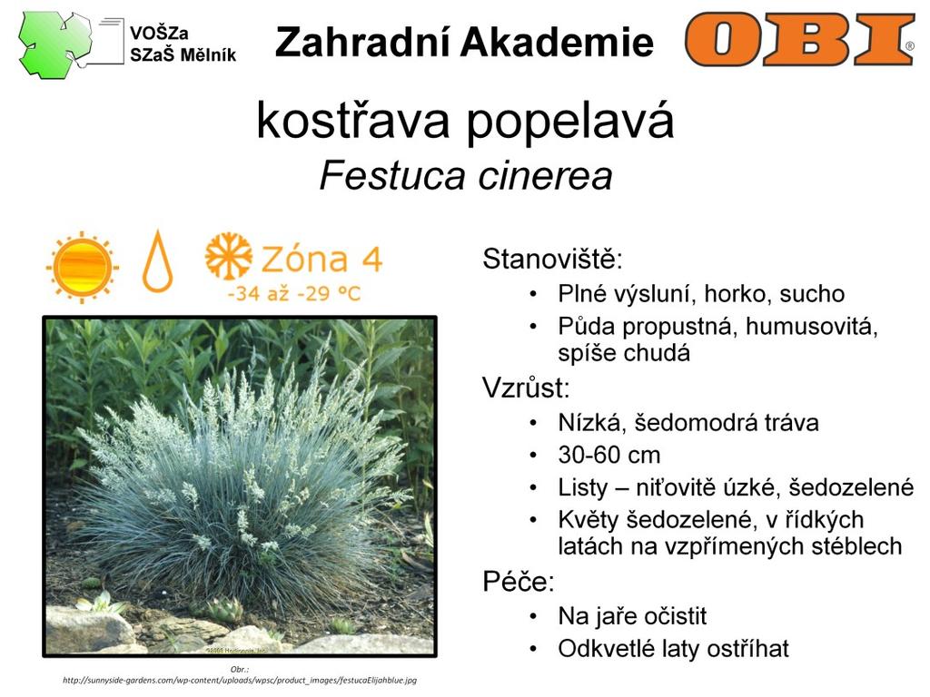 Kostřava popelavá je nízká, šedomodrá tráva, asi 30-60 cm vysoká v době květu. Listy má niťovitě úzké, šedozelené. Květy šedozelené, v řídkých latách na vzpřímených stéblech.