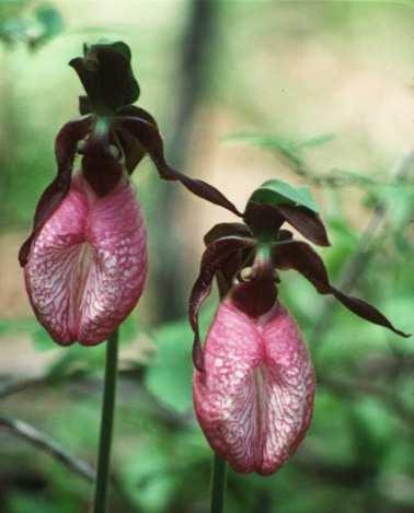 povšechné zápisy do seznamů (např. všechny kaktusy - Mexiko, orchideje, žáby r.