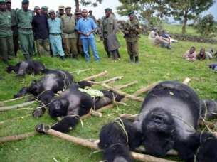 lidoopi gorila horská (Gorilla gorilla beringei) pytláctví a likvidace