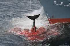 průvodci v muzeu velrybářství povolení lovu velryb pro tradiční rituály