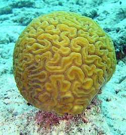 mořské ulity a korály kaménka zelená (Papustyla pulcherrima) CITES II.