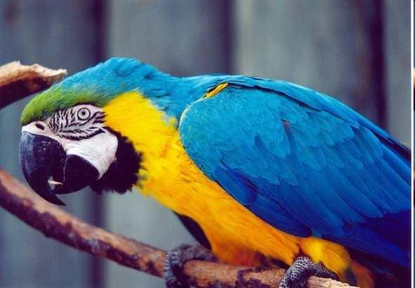 z Guyany ročně 2000 ptáků) (CITES II) U nás zadrženi nejčastěji papoušci, loskuták ohrožení: ničení prostředí