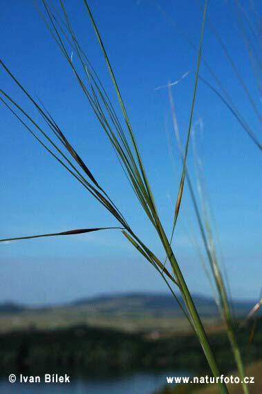 Rod Stipa