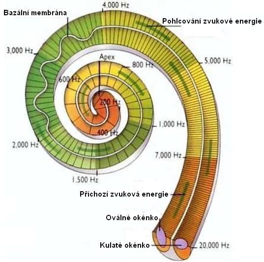 Velikost vychýlení obou membrán závisí na velikosti frekvence zdroje zvukové vlny, což zásadně ovlivňuje rozlišování výšky tónu.