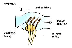 Při pohybu hlavou dochází k pohybu endolymfy s následným ohybem cilií, pokud se krátké stereocilie ohýbají k dlouhému okrajovému kinociliu, vzniká ve vláskových buňkách depolarizační receptorový