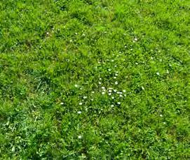 Trifolium repens Pirouette 0,3 Trávy 96 %: Agrostis capillaris 5,0 Cynosurus cristatus 5,0 Festuca brevipila 7,0 Festuca rubra commutata 18,0 Festuca rubra rubra 36,0 Festuca rubra