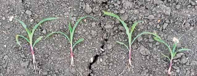 sušiny v prvních fázích růstu. Velmi dobrých výsledků bylo dosaženo rovněž hnojivem LSTART GSH 6-28+7S se stopovými živinami. Hnojivo je vhodné do podmínek s dostatkem přijatelného draslíku v půdě.