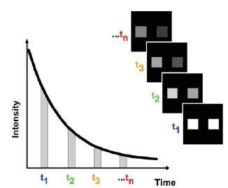 Další metodou určování degradace fluorescenčního barviva je hodnocení zotavení fluorescence po fotodegradaci (FRAP - fluorescence recovery after photobleaching).