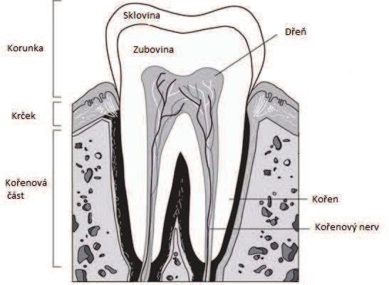 2 TEORETICKÁ ČÁST V teoretické části bude věnována pozornost základním pojmům v oblasti zubního lékařství. Bude pojednáno o nejpoužívanějších typech dentálních pryskyřic a jejich monomerech.