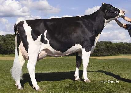 4% 560 3.6% 460 kg MORNINGVIEW SHOTTLE MAUI 04-08 305 14 488 3.8% 545 3.4% 488 kg Matka: Mornigview Freddie Mimi 02-09 305 12 664 4.4% 560 3.6% 460 Celoživotně: 63 771 3.9% 2 477 3.