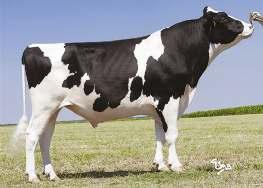 AMIGHETTI NUMERO UNO NEO-239 MAN-O-MAN x SHOTTLE x BOSS IRON LONG-LANGS OMAN OMAN AMIGHETTI SHOTTLE AVE 02-00 305 12 882 4.1% 531 3.