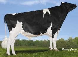 SIEMERS U-BEST NXB-428 JOSUPER x NUMERO UNO x SHOTTLE» ideální utváření vemene» výrazně plusové složky» velmi dobré mimoprodukční znaky (Supersire x Beacon) DN: 29.03.