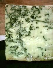 Penicillium